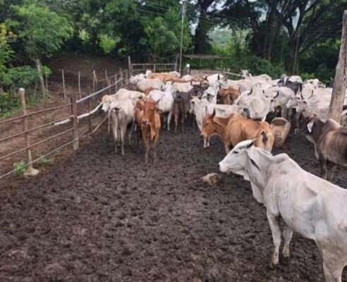 En Aragua inició primer ciclo de vacunación contra la fiebre aftosa - Últimas Noticias