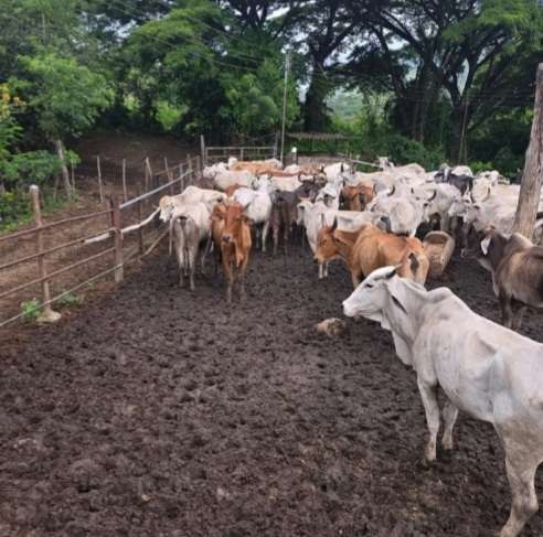 En Aragua inició primer ciclo de vacunación contra la fiebre aftosa - Últimas Noticias