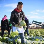 EEUU: Trabajadores agrícolas en granjas de California fueron víctimas de redadas del ICE