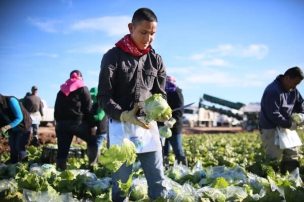 EEUU: Trabajadores agrícolas en granjas de California fueron víctimas de redadas del ICE