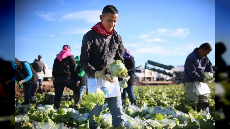 EEUU: Trabajadores agrícolas en granjas de California fueron víctimas de redadas del ICE