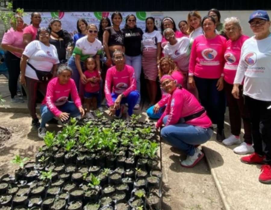 Germinaron 100 semillas de Araguaney para la reforestación en Aragua - Últimas Noticias